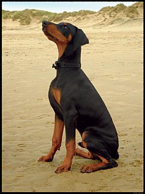 https://images.dog.ceo/breeds/doberman/n02107142_7300.jpg