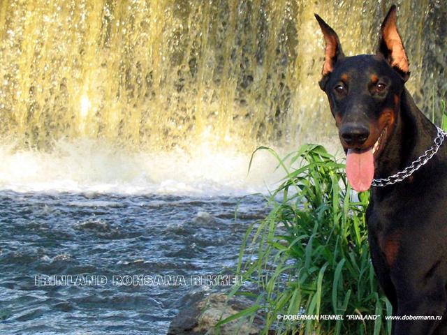 https://images.dog.ceo/breeds/doberman/n02107142_7402.jpg