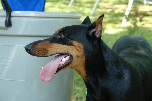 https://images.dog.ceo/breeds/doberman/n02107142_7459.jpg