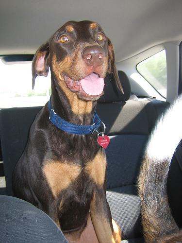 https://images.dog.ceo/breeds/doberman/n02107142_7703.jpg