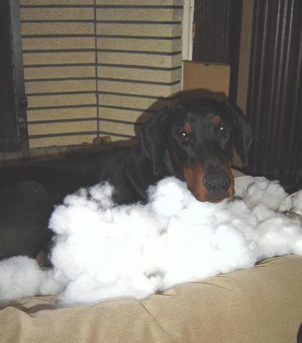 https://images.dog.ceo/breeds/doberman/n02107142_7731.jpg