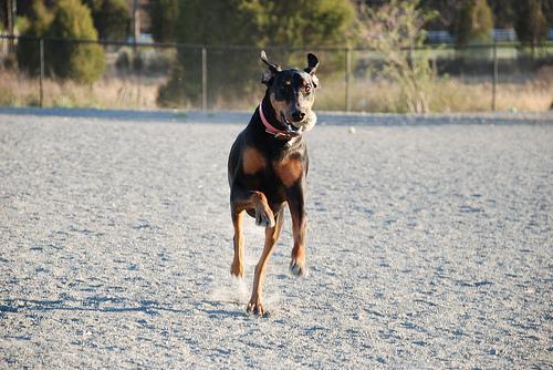 https://images.dog.ceo/breeds/doberman/n02107142_788.jpg