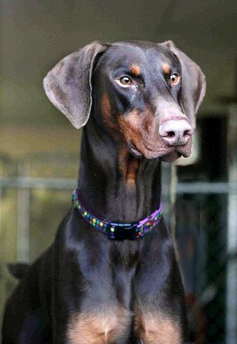 https://images.dog.ceo/breeds/doberman/n02107142_814.jpg