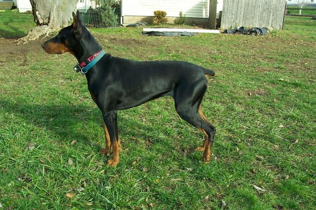 https://images.dog.ceo/breeds/doberman/n02107142_8331.jpg