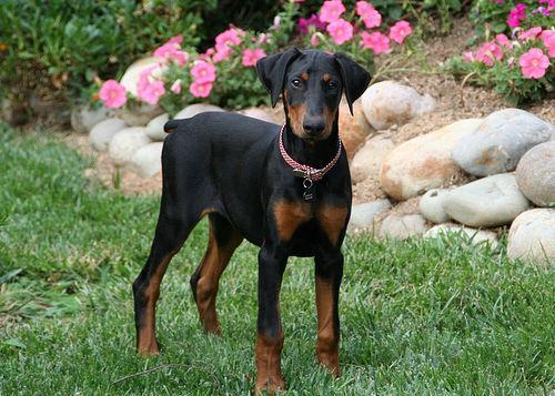 https://images.dog.ceo/breeds/doberman/n02107142_8399.jpg