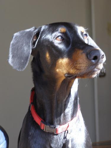 https://images.dog.ceo/breeds/doberman/n02107142_8437.jpg