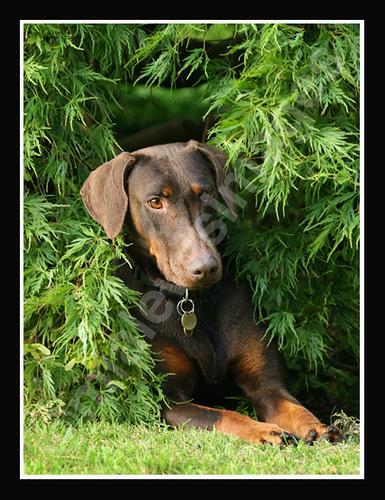 https://images.dog.ceo/breeds/doberman/n02107142_8568.jpg