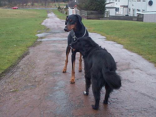 https://images.dog.ceo/breeds/doberman/n02107142_8675.jpg