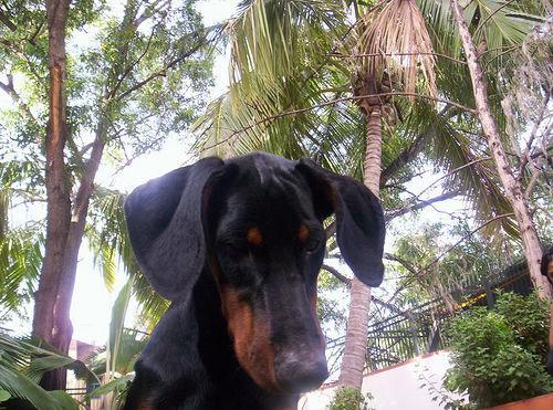 https://images.dog.ceo/breeds/doberman/n02107142_8834.jpg