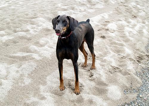 https://images.dog.ceo/breeds/doberman/n02107142_9090.jpg