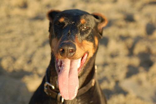 https://images.dog.ceo/breeds/doberman/n02107142_9282.jpg