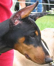 https://images.dog.ceo/breeds/doberman/n02107142_9362.jpg