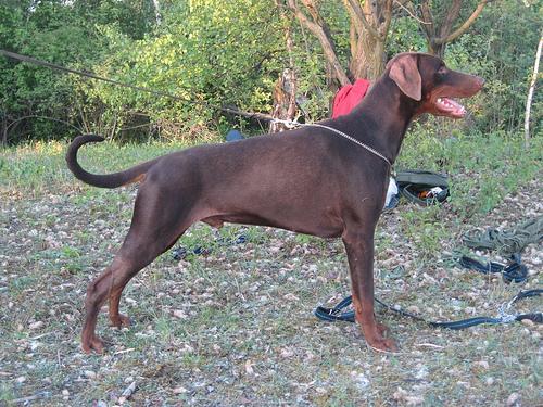 https://images.dog.ceo/breeds/doberman/n02107142_9379.jpg