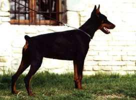 https://images.dog.ceo/breeds/doberman/n02107142_9621.jpg