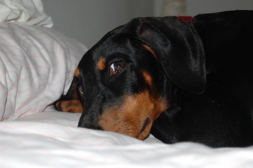 https://images.dog.ceo/breeds/doberman/n02107142_971.jpg