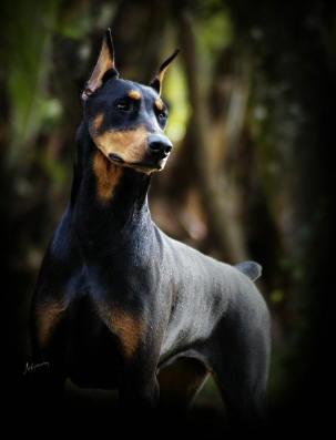 https://images.dog.ceo/breeds/doberman/n02107142_9772.jpg