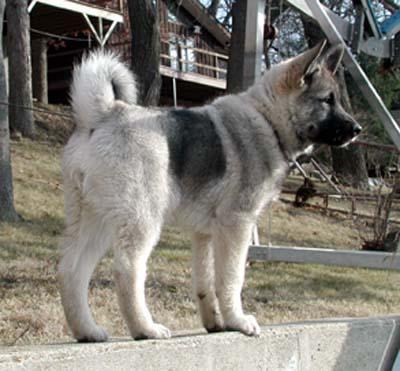 https://images.dog.ceo/breeds/elkhound-norwegian/n02091467_1110.jpg