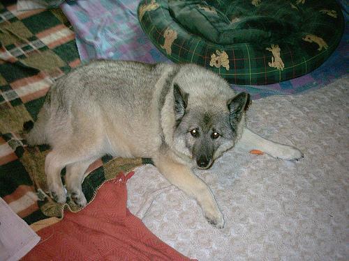 https://images.dog.ceo/breeds/elkhound-norwegian/n02091467_1213.jpg