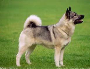 https://images.dog.ceo/breeds/elkhound-norwegian/n02091467_1330.jpg