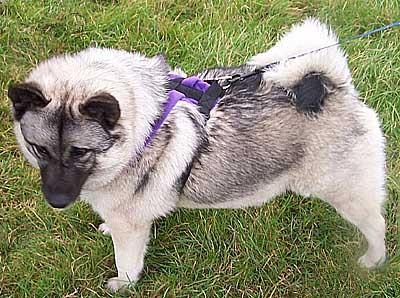 https://images.dog.ceo/breeds/elkhound-norwegian/n02091467_1406.jpg