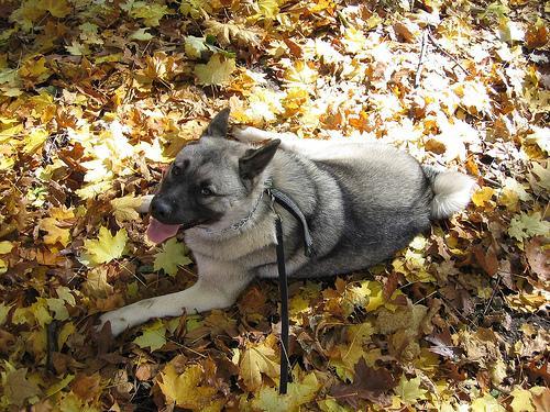 https://images.dog.ceo/breeds/elkhound-norwegian/n02091467_141.jpg