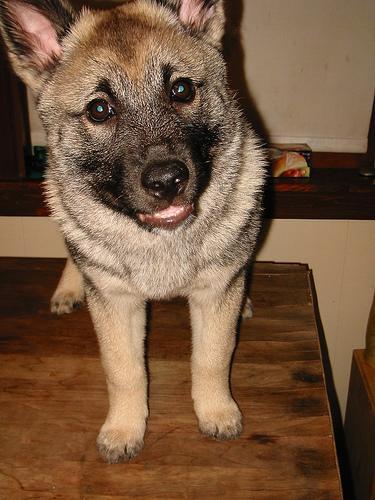 https://images.dog.ceo/breeds/elkhound-norwegian/n02091467_1487.jpg