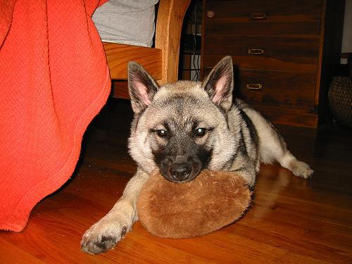 https://images.dog.ceo/breeds/elkhound-norwegian/n02091467_1491.jpg