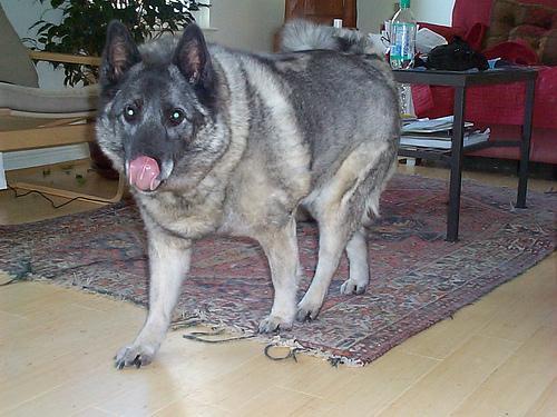 https://images.dog.ceo/breeds/elkhound-norwegian/n02091467_1544.jpg