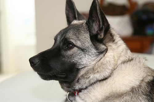 https://images.dog.ceo/breeds/elkhound-norwegian/n02091467_1631.jpg