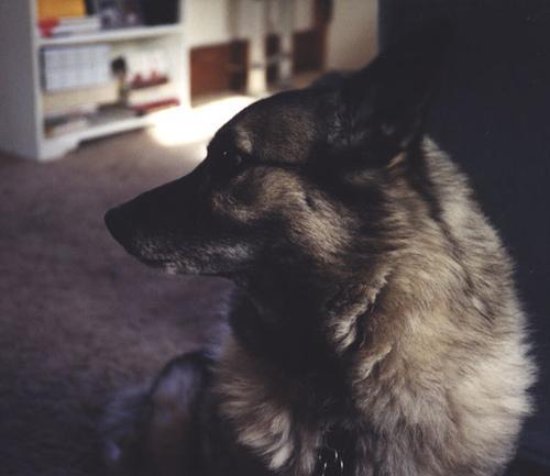 https://images.dog.ceo/breeds/elkhound-norwegian/n02091467_1634.jpg