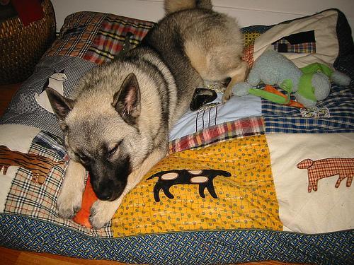 https://images.dog.ceo/breeds/elkhound-norwegian/n02091467_1643.jpg