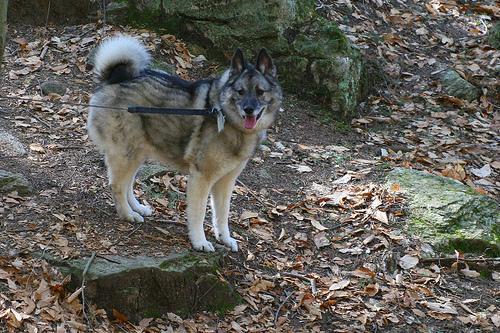 https://images.dog.ceo/breeds/elkhound-norwegian/n02091467_1679.jpg