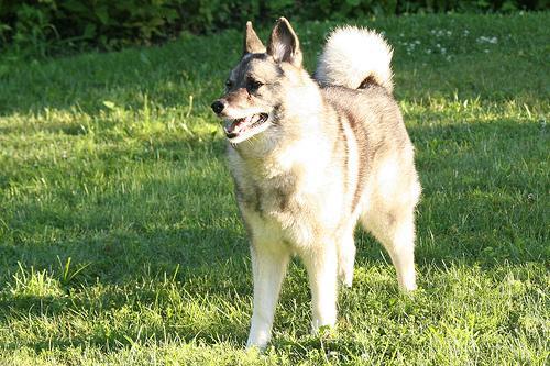 https://images.dog.ceo/breeds/elkhound-norwegian/n02091467_1753.jpg