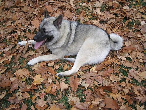 https://images.dog.ceo/breeds/elkhound-norwegian/n02091467_1760.jpg