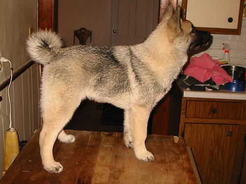 https://images.dog.ceo/breeds/elkhound-norwegian/n02091467_2094.jpg