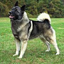 https://images.dog.ceo/breeds/elkhound-norwegian/n02091467_2127.jpg