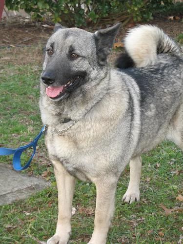 https://images.dog.ceo/breeds/elkhound-norwegian/n02091467_218.jpg