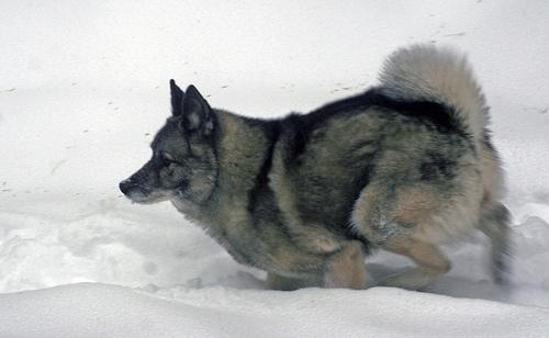 https://images.dog.ceo/breeds/elkhound-norwegian/n02091467_2240.jpg