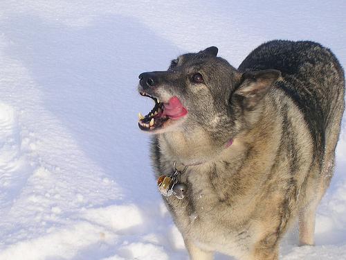 https://images.dog.ceo/breeds/elkhound-norwegian/n02091467_2298.jpg