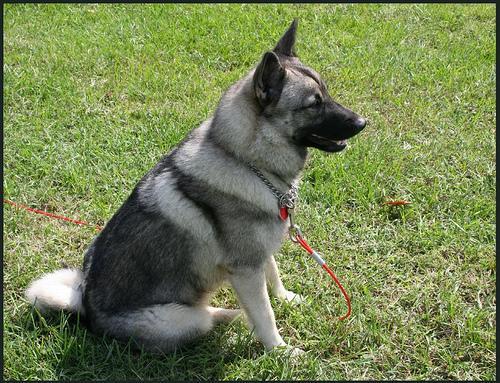 https://images.dog.ceo/breeds/elkhound-norwegian/n02091467_2366.jpg