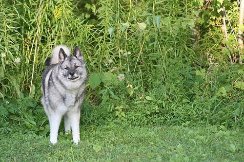 https://images.dog.ceo/breeds/elkhound-norwegian/n02091467_2663.jpg