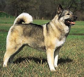 https://images.dog.ceo/breeds/elkhound-norwegian/n02091467_272.jpg