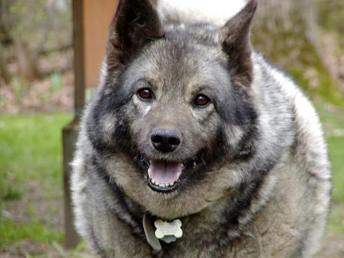 https://images.dog.ceo/breeds/elkhound-norwegian/n02091467_2723.jpg