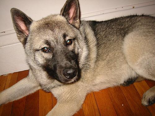 https://images.dog.ceo/breeds/elkhound-norwegian/n02091467_2849.jpg