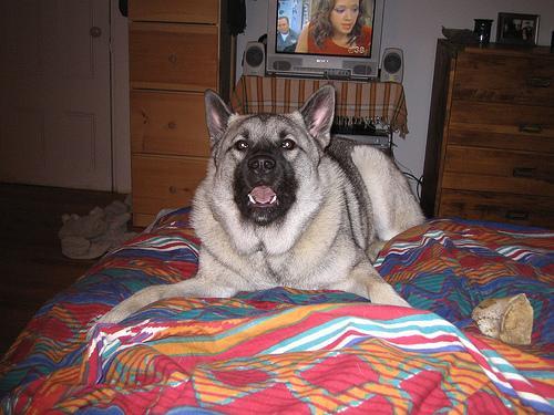 https://images.dog.ceo/breeds/elkhound-norwegian/n02091467_2856.jpg