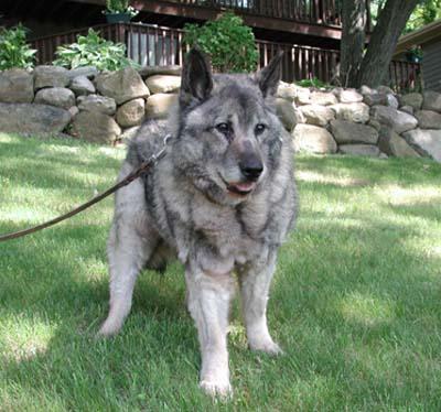 https://images.dog.ceo/breeds/elkhound-norwegian/n02091467_2929.jpg