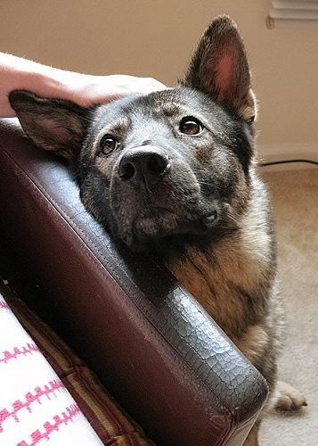 https://images.dog.ceo/breeds/elkhound-norwegian/n02091467_2930.jpg