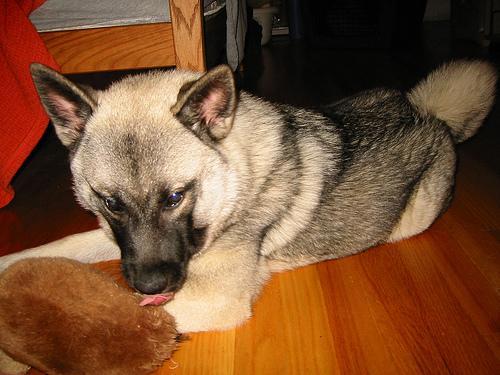 https://images.dog.ceo/breeds/elkhound-norwegian/n02091467_2936.jpg