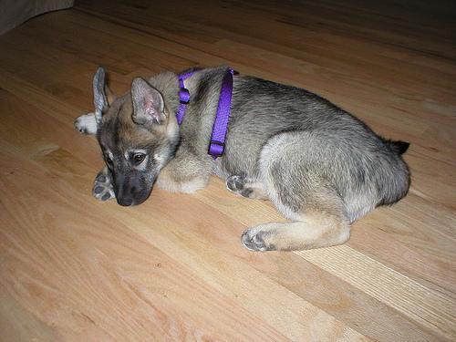 https://images.dog.ceo/breeds/elkhound-norwegian/n02091467_2960.jpg