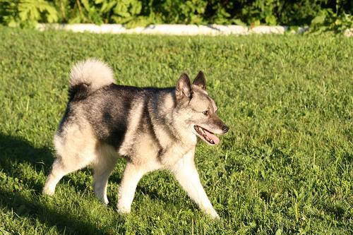 https://images.dog.ceo/breeds/elkhound-norwegian/n02091467_2985.jpg